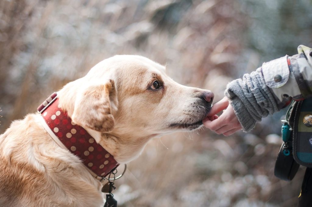 Service dog doctor letter