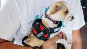 Online Service Dog Letter 