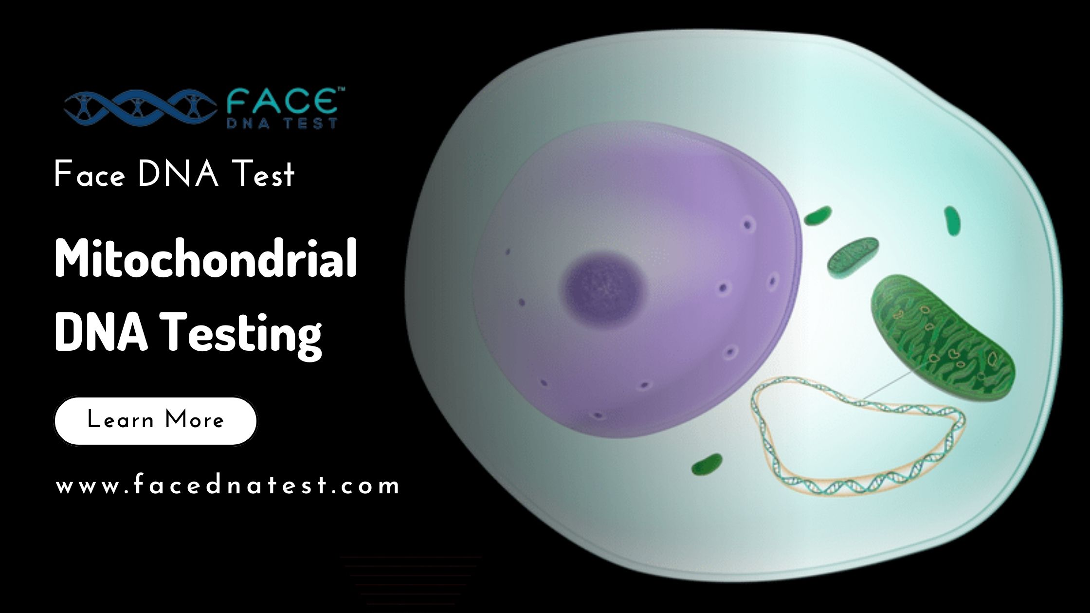 Y-Chromosome DNA testing